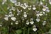 Eyebright_Chalk_LP0179_20_Ranmore