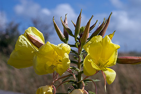 Evening-primrose_Large-flowered_LP0058_32_Dawlish_Warren