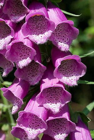 Foxglove_LP0052_23_Park_Gate