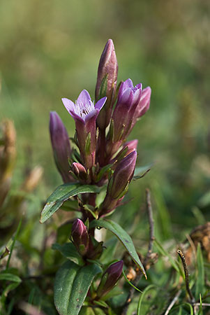 Gentian_Autumn_LP0030_08_Mill_Hill