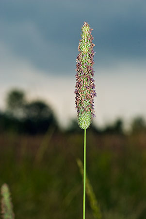 Grass_Timothy_LP0067_23_Chalkpit_Wood