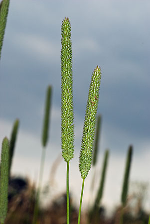 Grass_Timothy_LP0067_24_Chalkpit_Wood