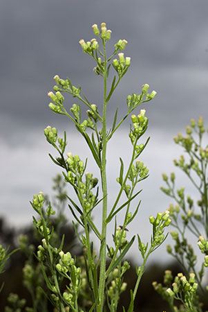 Fleabane_Canadian_LP0081_22_Kew