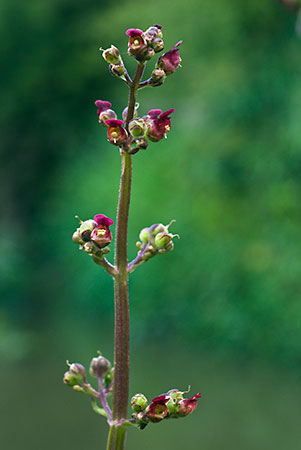 Figwort_Water_LP0152_73_Lingfield