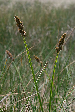 Fox-sedge_True_LP0152_53_Lingfield