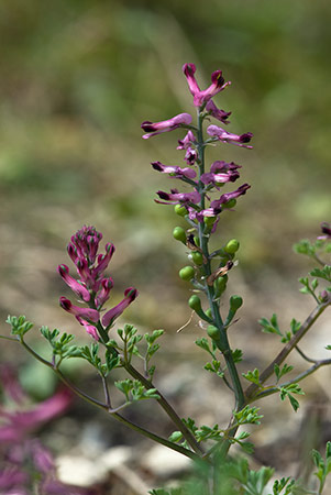 Fumitory_Common_LP0175_53_Wotton