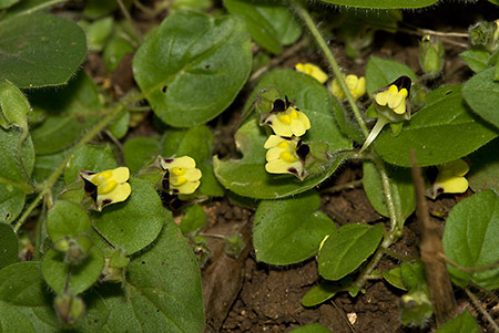 Fluellen_Round-leaved_LP0173_14_Hooley