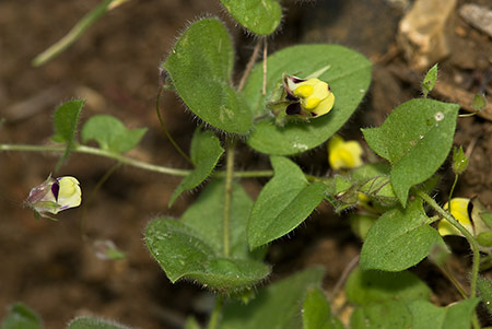 Fluellen_Sharp-leaved_LP0173_01_Hooley