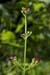 Figwort_Water_LP0066_50_Titsey