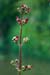 Figwort_Water_LP0152_73_Lingfield