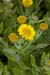 Fleabane_Common_LP0060_24_Penlee