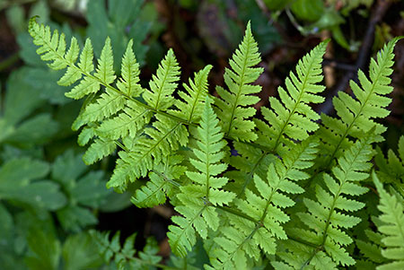 Buckler-fern_Narrow_LP0129_17_Frillinghurst