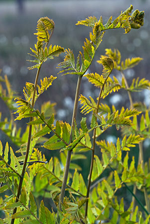 Fern_Royal_LP0132_34_Thursley