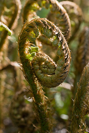 Male-fern_Scaly_LP0113_01_Coulsdon