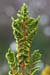Fern_Royal_LP0132_39_Thursley