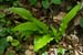 Hartstongue_Fern_LP0123_16_St_Martha