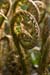 Male-fern_Scaly_LP0113_01_Coulsdon