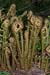Male-fern_Scaly_LP0115_01_Kenley
