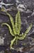 Spleenwort_Maidenhair_LP0212_18_Loddiswell