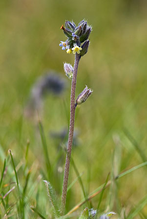 Forget-me-not_Changing_LP0127_02_Puttenham