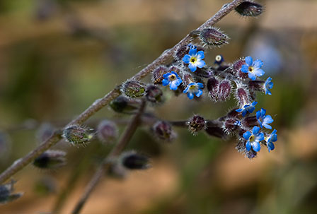 Forget-me-not_Early_LP0123_25_St_Martha