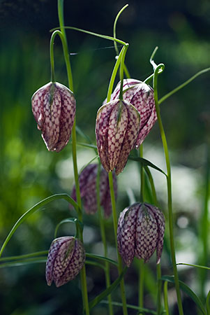 Fritillary_Snakeshead_LP0112_37_Buckland