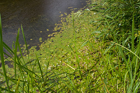 Frogbit_LP0218_04_Runnymede