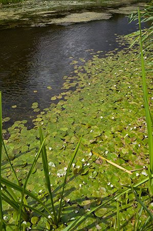 Frogbit_LP0218_05_Runnymede