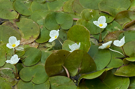 Frogbit_LP0218_06_Runnymede