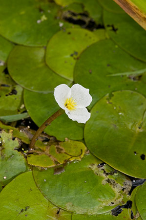 Frogbit_LP0218_41_Runnymede