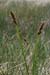 Fox-sedge_True_LP0152_53_Lingfield