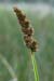 Fox-sedge_True_LP0152_62_Lingfield