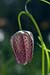 Fritillary_Snakeshead_LP0112_35_Buckland