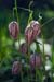 Fritillary_Snakeshead_LP0112_37_Buckland