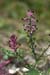 Fumitory_Common_LP0175_53_Wotton