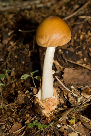 Amanita_fulva_LP0221_34_Henley_Park