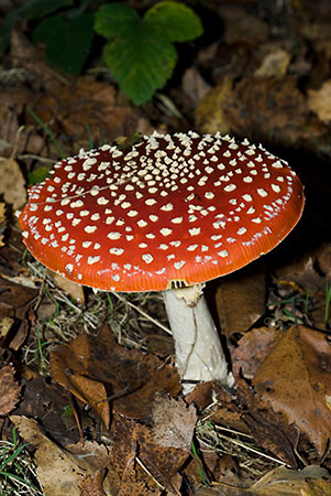 Amanita_muscaria_LP0079_02_Black_Park