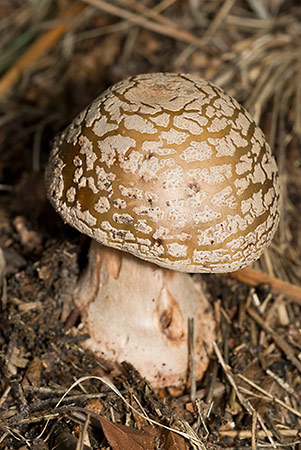 Amanita_rubescens_LP0221_35_Henley_Park