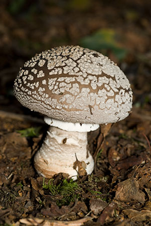 Amanita_spissa_LP0084_02_Holmwood