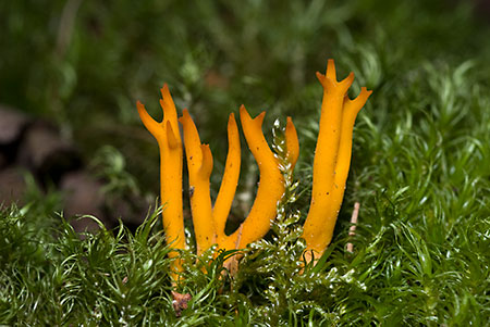 Calocera_viscosa_LP0079_01_Black_Park