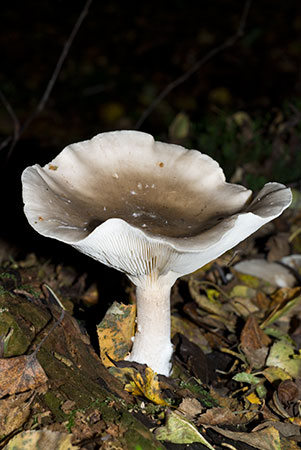 Clitocybe_nebularis_LP0086_04_Box_Hill