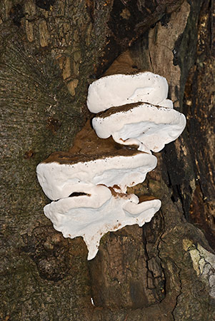 Heterobasidion_annosum_LP0186_03_Box_Hill