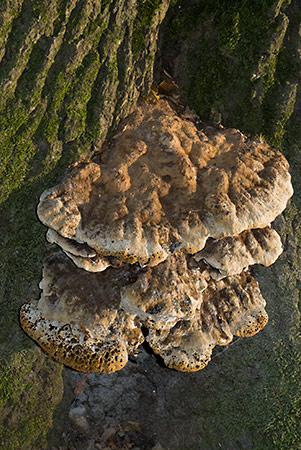 Inonotus_dryadeus_LP0085_06_Polesden_Lacey