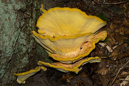Laetiporus_sulphureus_LP0202_19_Thursley