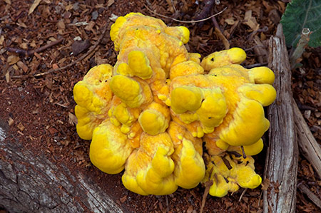 Laetiporus_sulphureus_LP0217_45_White_Downs