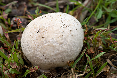 Lycoperdon_perlatum_LP0224_83_Wisley