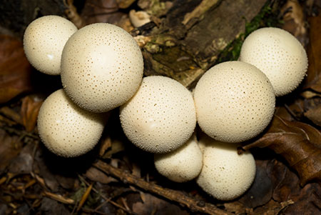 Lycoperdon_pyriformel_LP0086_23_Box_Hill