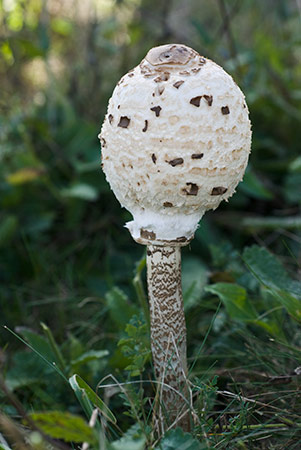 Macrolepiota_procera_LP0222_01_Copthorne
