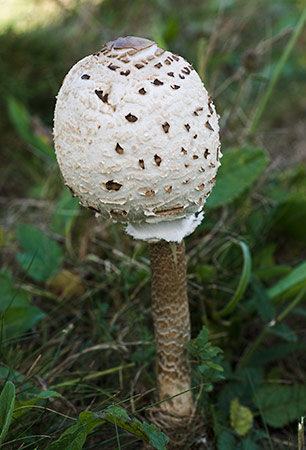 Macrolepiota_procera_LP0222_06_Copthorne