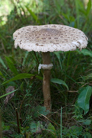 Macrolepiota_procera_LP0222_19_Copthorne